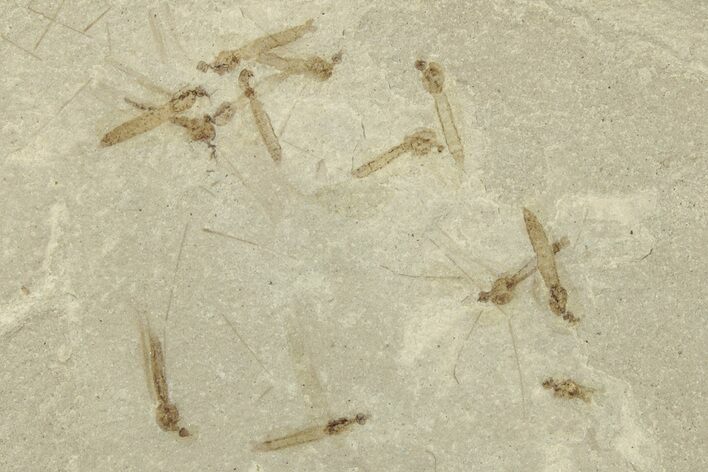 Crane Fly (Tipulidae) Mortality Plate - Green River Formation #244688